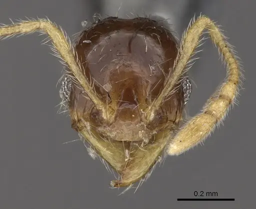 Pheidole watsoni specimen CASENT0281699 image casent0281699_2