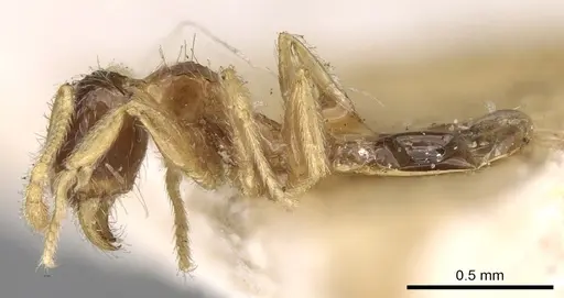 Pheidole watsoni specimen CASENT0281699 image casent0281699_3