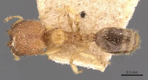 Pheidole watsoni specimen CASENT0908005 image casent0908005_1