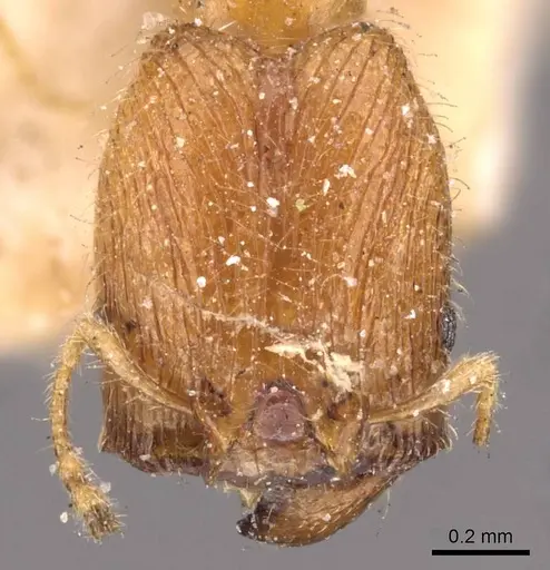 Pheidole watsoni specimen CASENT0908005 image casent0908005_2