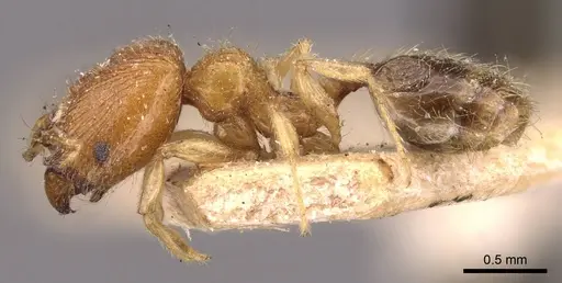 Pheidole watsoni specimen CASENT0908005 image casent0908005_3