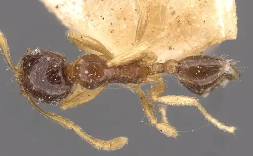 Pheidole watsoni specimen CASENT0908006 image casent0908006_1