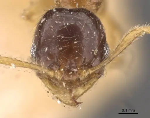 Pheidole watsoni specimen CASENT0908006 image casent0908006_2