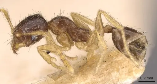 Pheidole watsoni specimen CASENT0908006 image casent0908006_3