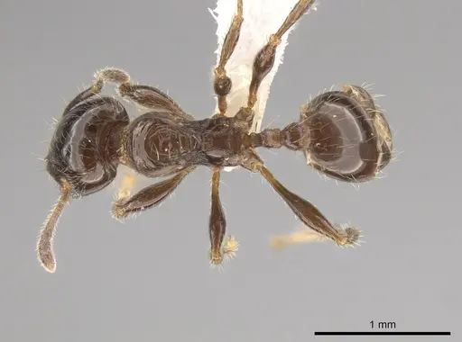 Pheidole weiseri specimen CASENT0624269 image casent0624269_1