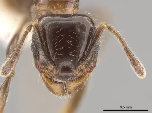 Pheidole weiseri specimen CASENT0624269 image casent0624269_2