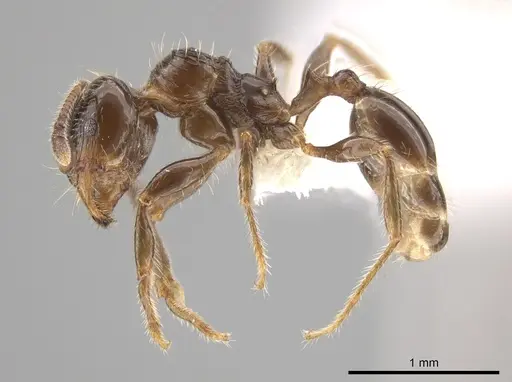 Pheidole weiseri specimen CASENT0624269 image casent0624269_3