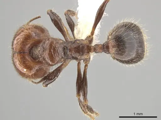 Pheidole weiseri specimen CASENT0624270 image casent0624270_1
