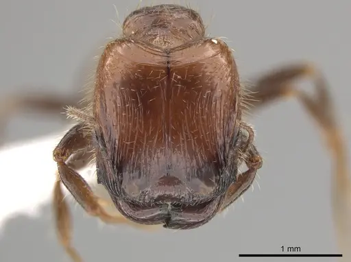 Pheidole weiseri specimen CASENT0624270 image casent0624270_2