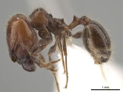 Pheidole weiseri specimen CASENT0624270 image casent0624270_3