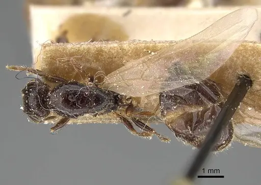 Pheidole weiseri specimen CASENT0922372 image casent0922372_1
