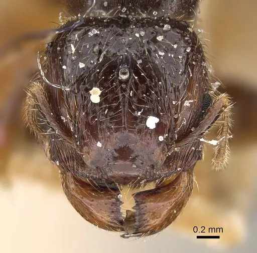 Pheidole weiseri specimen CASENT0922372 image casent0922372_2