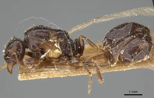 Pheidole weiseri specimen CASENT0922372 image casent0922372_3