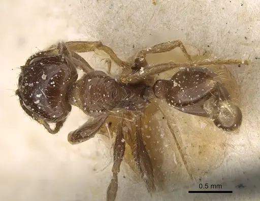 Pheidole weiseri specimen CASENT0922373 image casent0922373_1