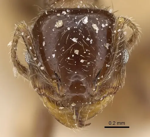 Pheidole weiseri specimen CASENT0922373 image casent0922373_2