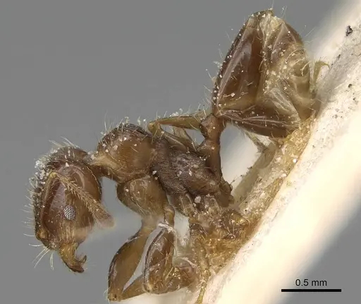 Pheidole weiseri specimen CASENT0922373 image casent0922373_3