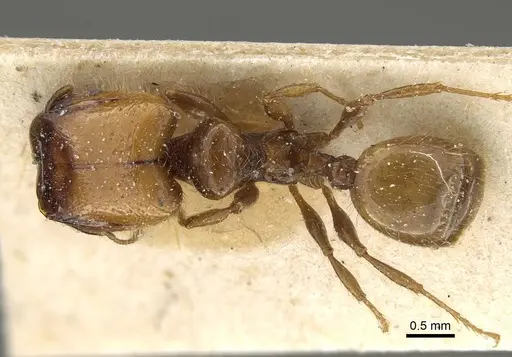 Pheidole weiseri specimen CASENT0922387 image casent0922387_1