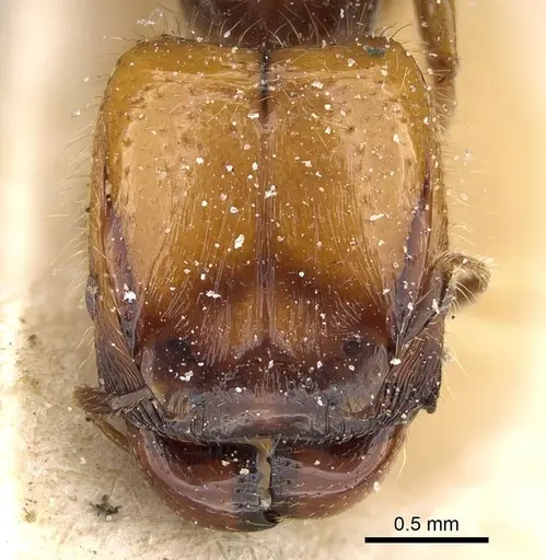 Pheidole weiseri specimen CASENT0922387 image casent0922387_2