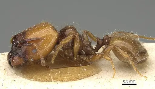 Pheidole weiseri specimen CASENT0922387 image casent0922387_3