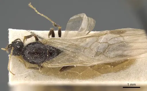 Pheidole weiseri specimen CASENT0922388 image casent0922388_1
