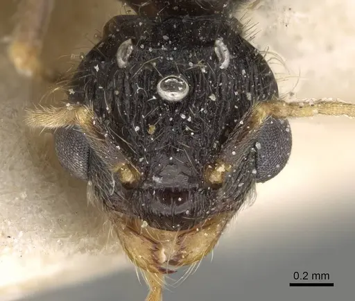 Pheidole weiseri specimen CASENT0922388 image casent0922388_2