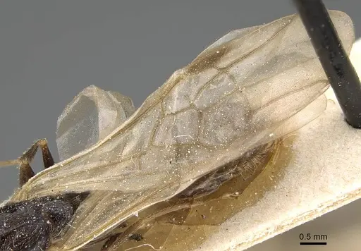 Pheidole weiseri specimen CASENT0922388 image casent0922388_4