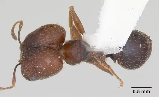 Pheidole wheelerorum specimen CASENT0103150 image casent0103150_1