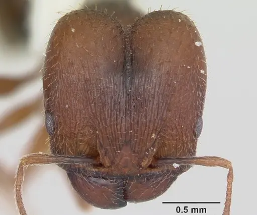 Pheidole wheelerorum specimen CASENT0103150 image casent0103150_2