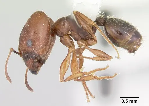 Pheidole wheelerorum specimen CASENT0103150 image casent0103150_3