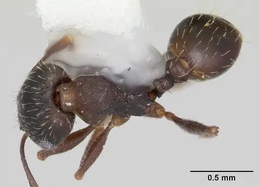 Pheidole wheelerorum specimen CASENT0104925 image casent0104925_1
