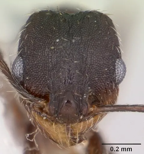 Pheidole wheelerorum specimen CASENT0104925 image casent0104925_2