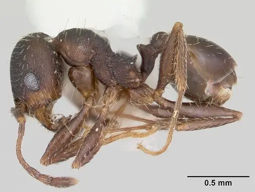 Pheidole wheelerorum specimen CASENT0104925 image casent0104925_3