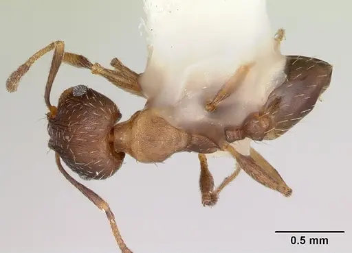 Pheidole wheelerorum specimen CASENT0172700 image casent0172700_1