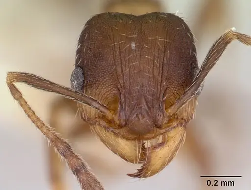 Pheidole wheelerorum specimen CASENT0172700 image casent0172700_2