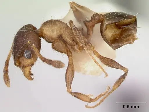Pheidole wheelerorum specimen CASENT0172700 image casent0172700_3