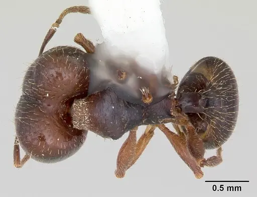 Pheidole wheelerorum specimen CASENT0172701 image casent0172701_1