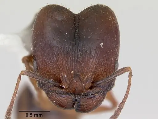 Pheidole wheelerorum specimen CASENT0172701 image casent0172701_2
