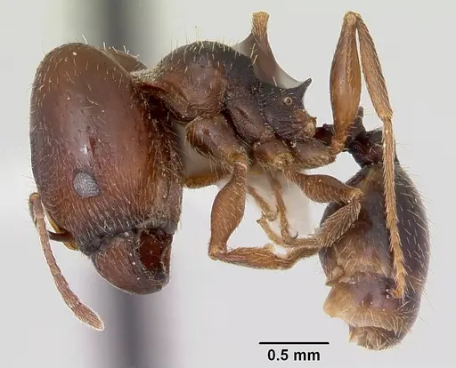 Pheidole wheelerorum specimen CASENT0172701 image casent0172701_3
