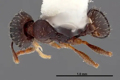 Pheidole wheelerorum specimen FMNHINS0000049850 image fmnhins0000049850_1