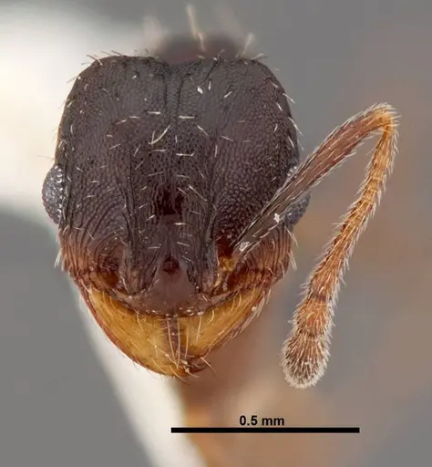 Pheidole wheelerorum specimen FMNHINS0000049850 image fmnhins0000049850_2
