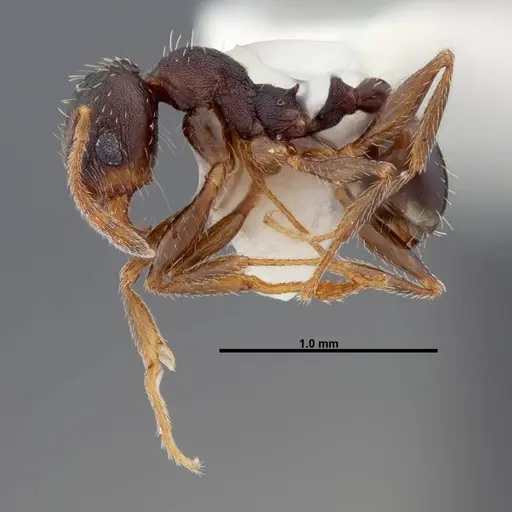 Pheidole wheelerorum specimen FMNHINS0000049850 image fmnhins0000049850_3