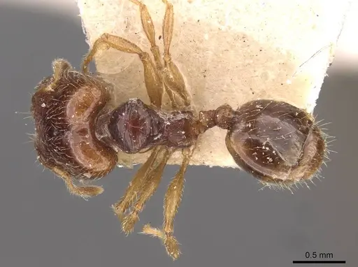 Pheidole wiesei specimen CASENT0908083 image casent0908083_1