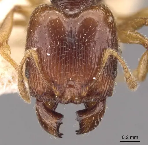 Pheidole wiesei specimen CASENT0908083 image casent0908083_2