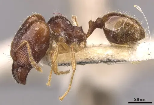 Pheidole wiesei specimen CASENT0908083 image casent0908083_3