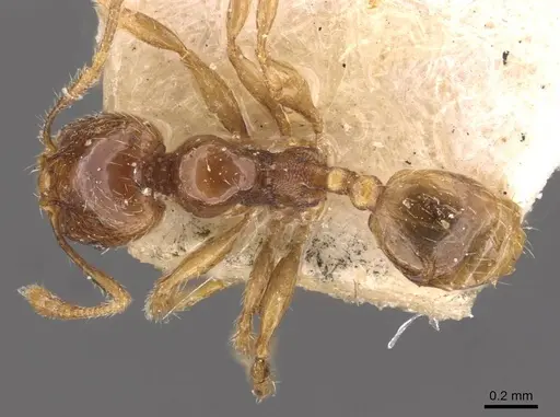 Pheidole wiesei specimen CASENT0908084 image casent0908084_1