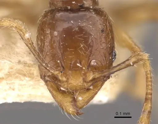 Pheidole wiesei specimen CASENT0908084 image casent0908084_2