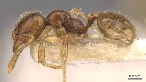 Pheidole wiesei specimen CASENT0908084 image casent0908084_3