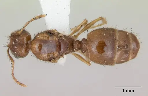Pheidole williamsi specimen CASENT0173264 image casent0173264_1