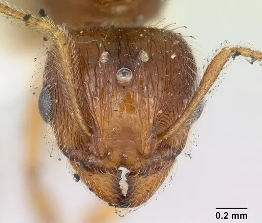 Pheidole williamsi specimen CASENT0173264 image casent0173264_2