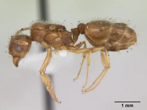 Pheidole williamsi specimen CASENT0173264 image casent0173264_3